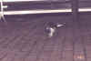 pigeon.jpg (114915 bytes)